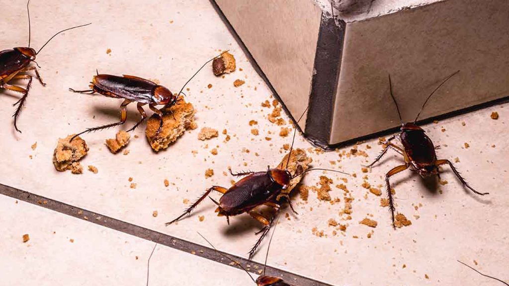 Cucaracha.02