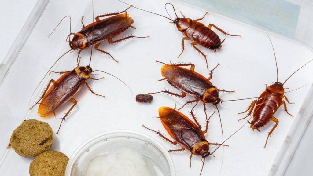 Cucaracha.03