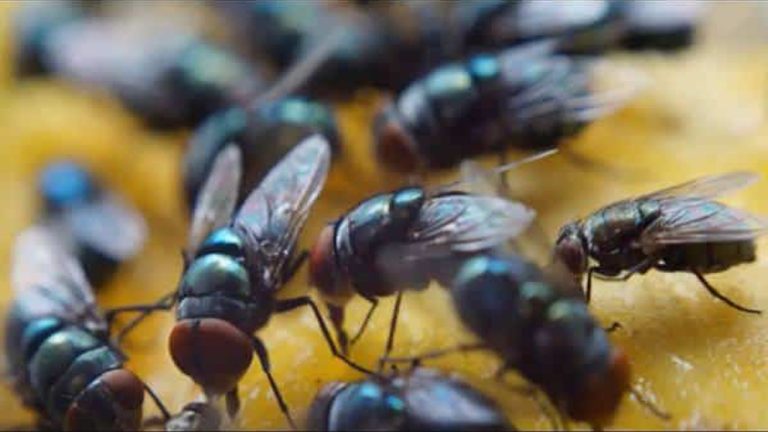 Mosca.1