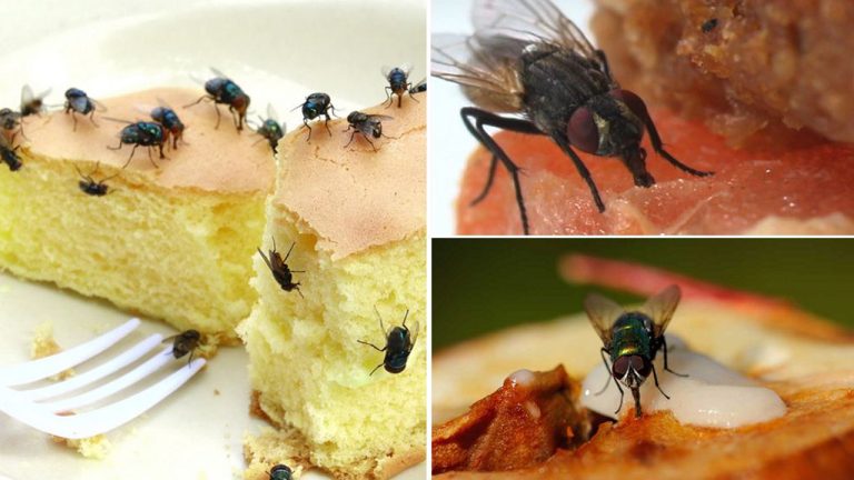 Mosca.2