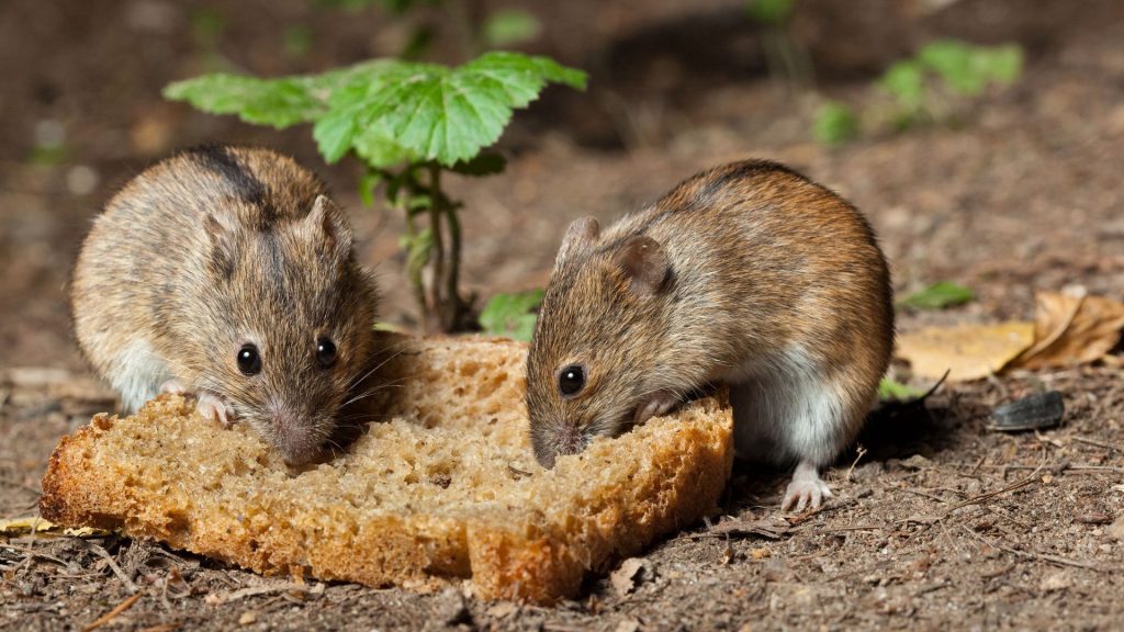Ratas2